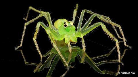 Green Jumper Crosses Eyes as it sees its Mirror Image