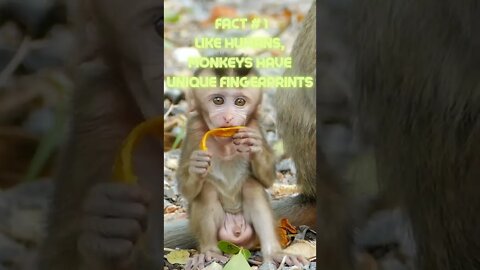 👀3 Interesting Facts About Monkeys You Don't Know 👀#shorts