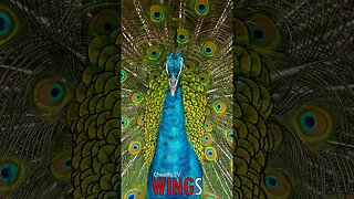 🐧 #WINGS - Awe-Inspiring Beauty: The Magnificent Display of a Male Peacock 🐦