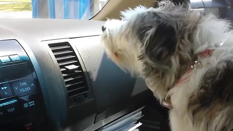 Dog Competes In Barking Contest With A Poster Dog