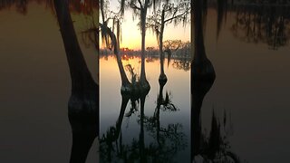 Sunset with an aligator, Banks Lake NWR #shorts