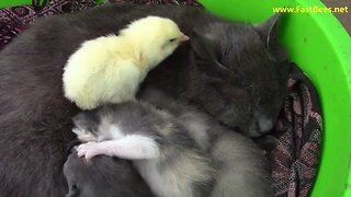 Our Cat With Kittens And Little Chick