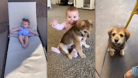 Dog lovingly plays with baby