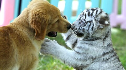 Cute Baby Tiger Cubs Playing - CUTEST Compilation