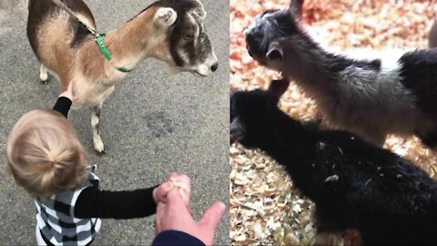 Family pleads for the return of daughters' pet goats after stolen from yard