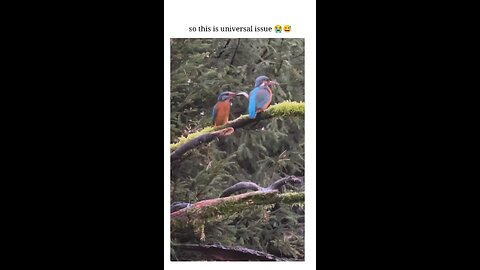 funny birds video
