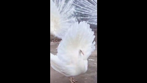 white peacock🦃 dance #shorts #peacock