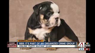 What to look out for when buying a puppy online