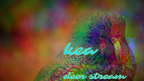 Kea by Deer Stream (electronic music / lofi hip hop / chill new music) New Artist discovery listen