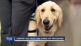 Meet Sven, the Children’s Hospital facility dog