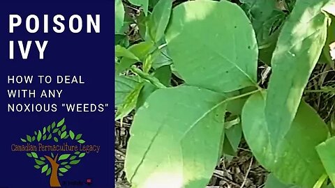 Poison Ivy - How to deal with ANY "weeds" in your garden
