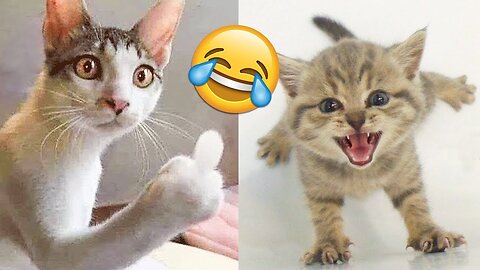 Cute Cat Funny Moments.. Episode - 04