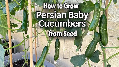 How to Grow Cucumbers from Seed in Containers - Persian Baby Cucumber | Easy Planting Guide