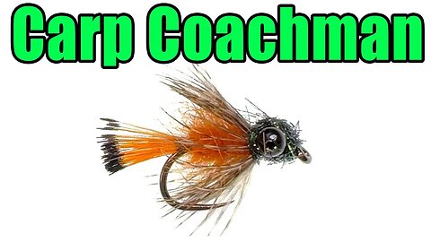 Carp Coachman Fly Tying - Great For Picky Carp in Skinny Water