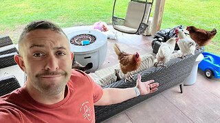 Raining? How Free Range Backyard Chickens Roost Without Rules!