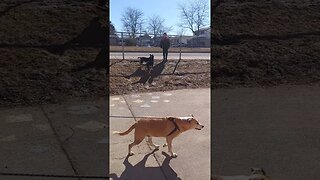 The Cutest Gerberian Shepsky Puppies Chase Each Other