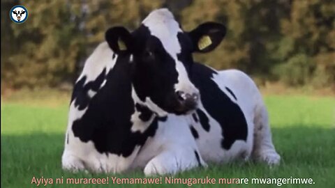 Nimurare Mwangerimwe By #abagogwe