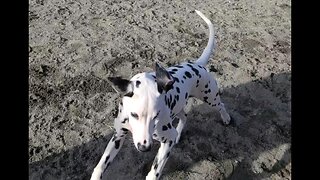 Luna spots another Dalmatian