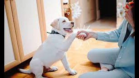 Handshake Dog Training Funny Video Dog Lover