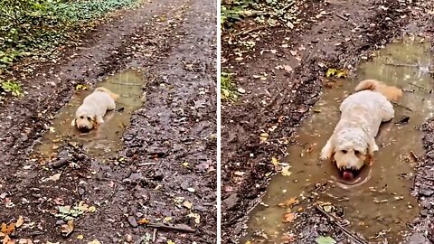 Naughty Pup Can't Resist Lying In A Muddy Puddle