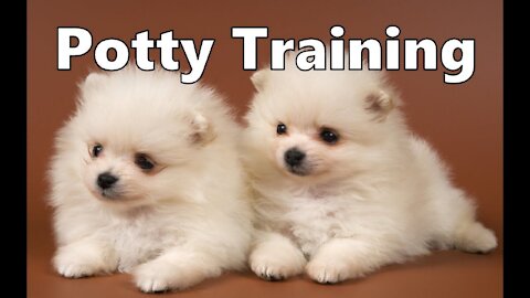 Pomeranian puppies potty training