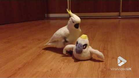 Cockatoo And Stuffed Toy Make Best Friends
