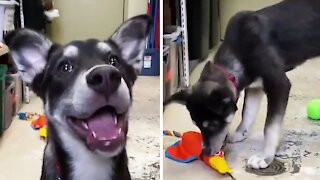 Puppy Wants To Play Fetch But Gets Adorably Distracted