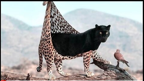 Amazing vidoes of black panther (Jaugar)