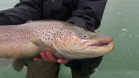 Brown Trout On a New and Innovative Tip-up!