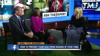 Ask the Expert: Preventing dog digging