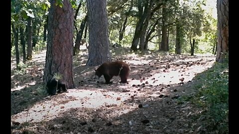 2018 06-28 Game Cameras Shasta County, CA