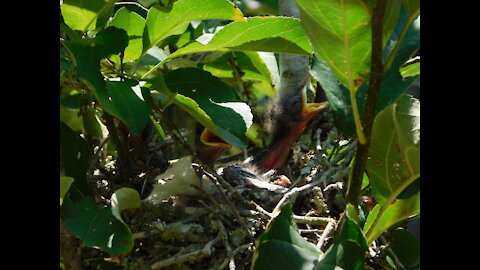 Baby Birds in their nest