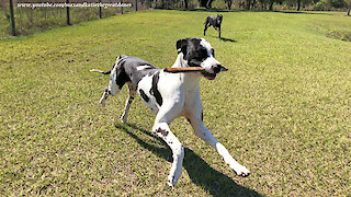 Funny Great Danes Love To Play Stick Tag Game
