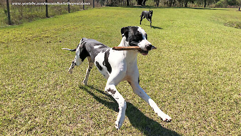 Funny Great Danes Love To Play Stick Tag Game