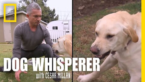 Showdown with Holly | Dog Whisperer