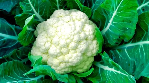 💯 Super Tasty Recipe For Cooking Cauliflower As A Salad Appetizer❗ @Homemade Recipes from Scratch