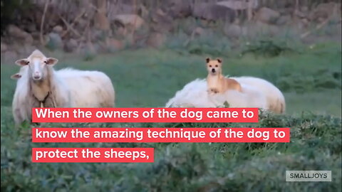 A Dog Guards A Sheep And Everyone Split Their Sides At His Innovative ‘Method'