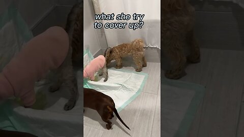 cute dog talking/ what she try to cover up.