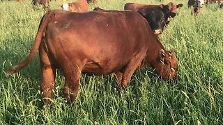 17 bred heifers that are eye dropping beautiful and more females available!
