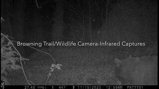 A Bear, Cat, Raccoons on Night Vision Camera!