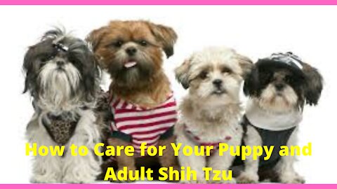 How to Care for Your Puppy and Adult Shih Tzu