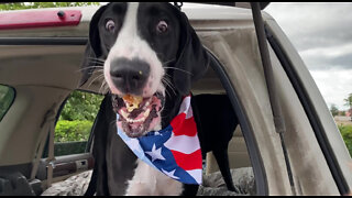 Great Dane Shocked That Seagulls Want To Steal Her Snack