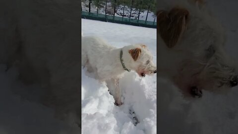 Ares with snow and ball