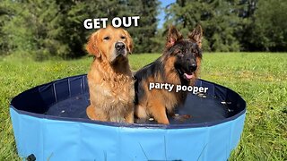 My Dogs Have A Pool Party | Splash Day