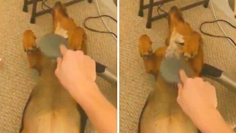 Dog lying on the floor while being combed by its owner