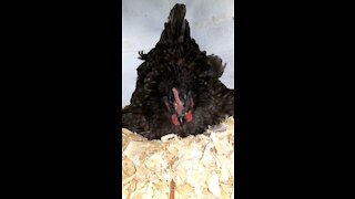 Broody Hen