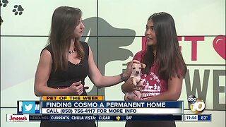 Pet of the Week: Cosmo