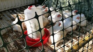 2nd Meat Chicken Harvest