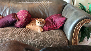 Cat totally ignored by trio of playful dogs