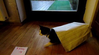 Cat's first paper bag experience ends in disaster